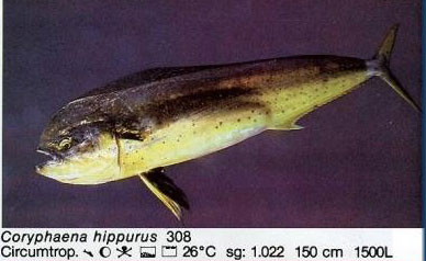 Coryphaena hippurus